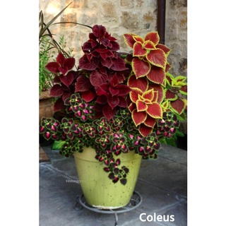50 เมล็ด เมล็ดพันธุ์ ฤาษีผสม Coleus Seeds