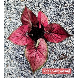 มหาเศรษฐี(ไม่ป้าย)ราคาเบาๆ