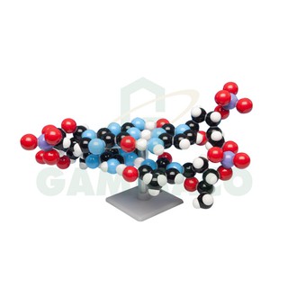 แบบจําลองดีเอ็นเอ DNA 2 Base-Pairs Self Assembly Molecular Model [30MKS1222]