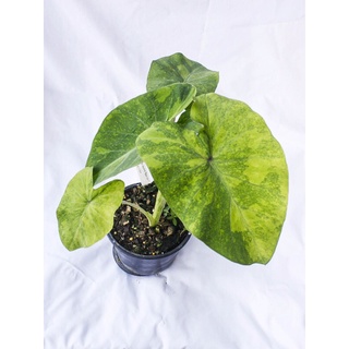 colocasia lemon lime gecko บอนเลม่อน