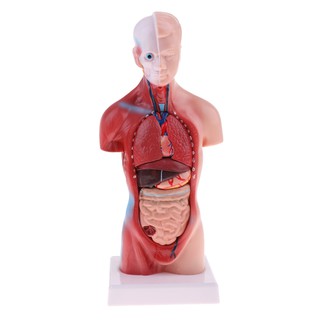 [FlameerMY❤] Human Torso Body Anatomy Model Heart Brain Skeleton Medical Educational 11 IEL5