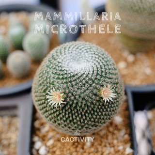 Mammillaria Microthele แมมนกฮูก ไม้เมล็ด (ภาพ 05-07-2022)