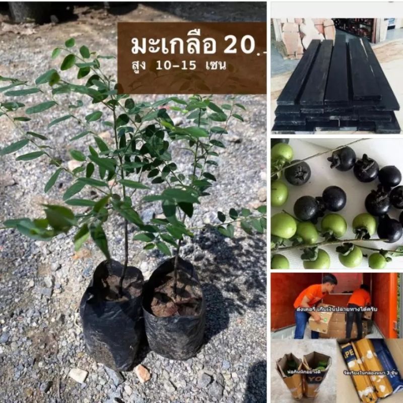 มะเกลือต้นใหญ่ (จำนวน 10 ต้น) สูง 40-50 เซนติเมตรถุง 4 นิ้ว