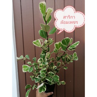 🌿TLPสาริกาล้อมเพชร​ สาริกาลิ้นทองด่าง​ สาริกาเรียกทรัพย์​ the​ little​ plants​