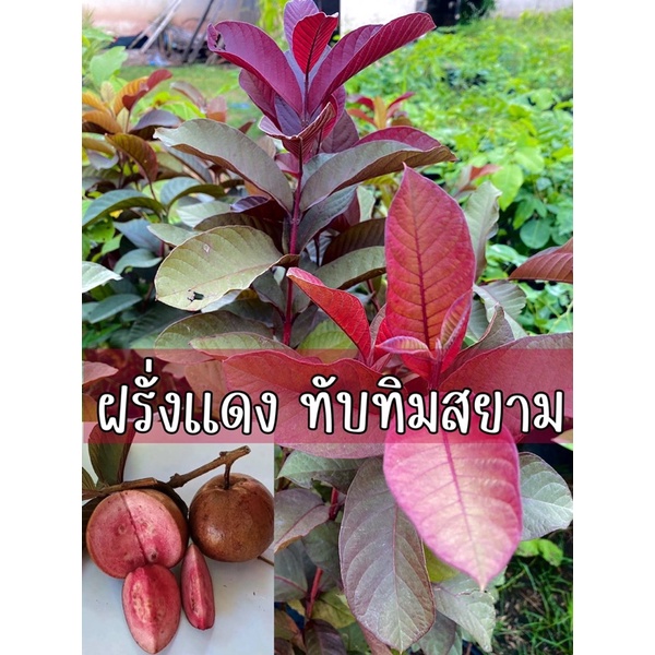 ฝรั่งแดงสูง30-40ซม.สั่งขั้นต่ำ3ต้นคละต้นอื่นได้