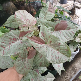 Syngonium milk confetti