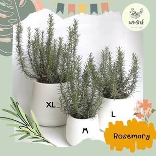 โรสแมรี่ Rosemary #สมุนไพรฝรั่ง  *ซื้อ 10 แถม 1 คละชนิดได้