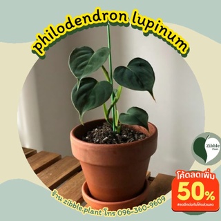 🇹🇭 พร้อมส่ง philodendron lupinum ไม้แปลงร่างได้ ไม้สะสม