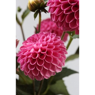 1 เหง้า/ชุุด รักเร่Dahlia สายพันธุ์ Brigth Pinkหัวรักเร่ ดอกไม้ ดอกรักเร่ เหง้านำเข้ายุโรป หัวสดใหม่ผ่านการแช่เย็นแล้ว