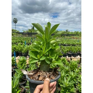 ลูกไม้ชวนชมสายพันธุ์ราชินีพันดอก ขนาดกระถาง 6 นิ้ว (แบบถอนจัดส่ง)