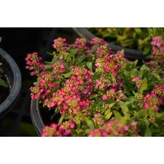 AGA SHOP อลิสซั่ม วันเดอร์แลนด์ ดอกไม้กินได้ หอมน้ำผึ้ง 100 เมล็ด (Alyssum)