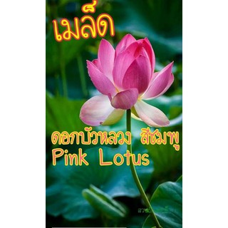 เมล็ดดอก บัวหลวงสีชมพู 7 เมล็ด Pink Lotus เมล็ดพันธุ์แท้ นำเข้าจากต่างประเทศ