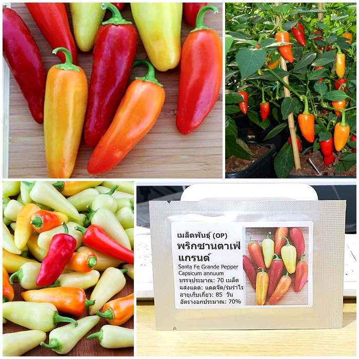 เมล็ดพันธุ์ พริกซานตาเฟ่ แกรนด์ (Santa Fe Grande Pepper Seed) บรรจุ 70 เมล็ด คุณภาพดี ของแท้ 100%
