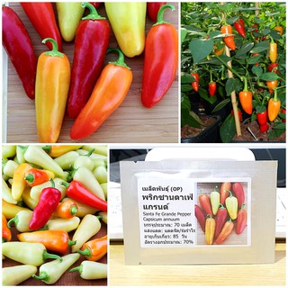 เมล็ดพันธุ์ พริกซานตาเฟ่ แกรนด์ (Santa Fe Grande Pepper Seed) บรรจุ 70 เมล็ด คุณภาพดี ของแท้ 100%