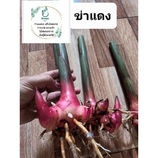 10 แถม1 ต้นข่าแดง (สำหรับเพาะปลูก)  ผักสวนครัวน่าปลูก