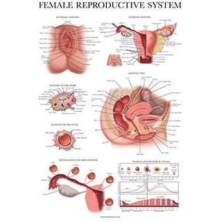 โปสเตอร์ระบบสืบพันธุ์เพศหญิง ลามิเนต แผนภูมิกายวิภาคศาสตร์