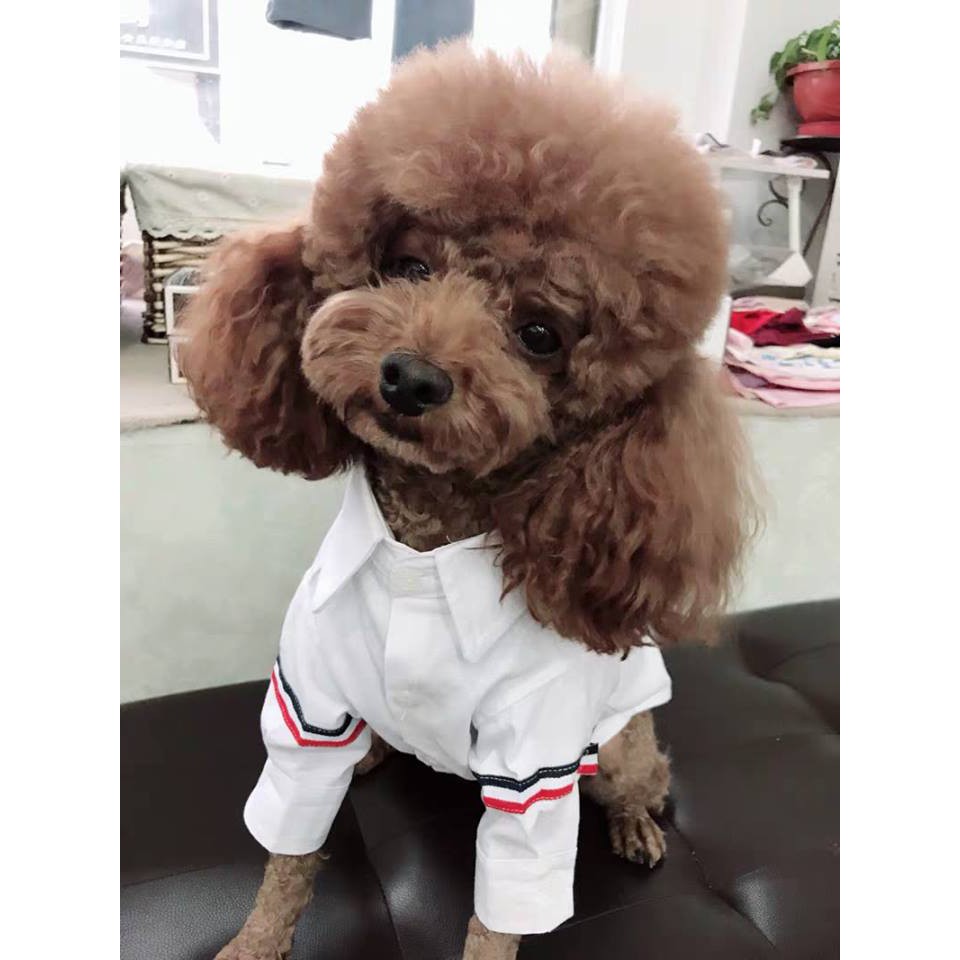 เสื้อ Thome Browne (HOT TREND) [เสื้อผ้าสัตว์เลี้ยง]