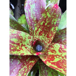 สับปะรดสี   Neo Hybrid นีโอไฮบริดลายจุด  #bromeliad# ต้นไม้สวยงาม# ไม้ประดับ# ตกแต่งสวน # พืชทนแล้ง