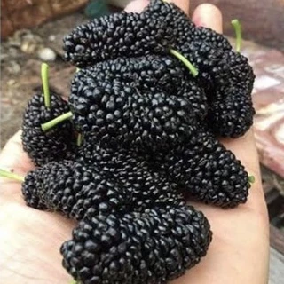 ( พร้อมส่ง ‼️ ) ต้นหม่อนดำตุรกี 1 ชุดมี 4 ต้น ชำกิ่ง 🍇 ใหญ่ ‼️ ดก ‼️ หวาน ‼️ เปรี้ยวอมหวาน ผลดก นำไปทำแยมและน้ำผลไม้ 🚚🌳