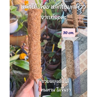 เสาไม้เลื้อย หลักไม้เลื้อย ทำจากใยมะพร้าว ท่อพีวีซี ความแข็งแรง ไม่ขึ้นรา ปลวกไม่ขึ้น
ขนาด 30cm.