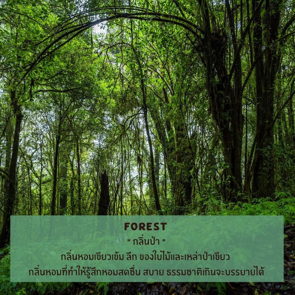 หัวน้ำหอม กลิ่นป่า (Forest) หัวน้ำหอมทำเทียน