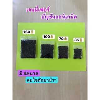 เมล็ดอัญชันออร์แกนิค ไซส์ s (100 เมล็ด)