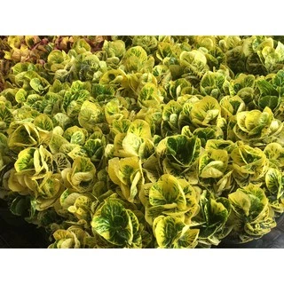 ต้นโกสนพันธุ์ แผ่นดินทอง (ทรงพุ่ม) ไซส์ใหญ่ สูง 30-40 เซนติเมตร ซื้อ 10 แถม 1 (จัดส่งแบบถอดกระถาง+รับประกันสินค้า)