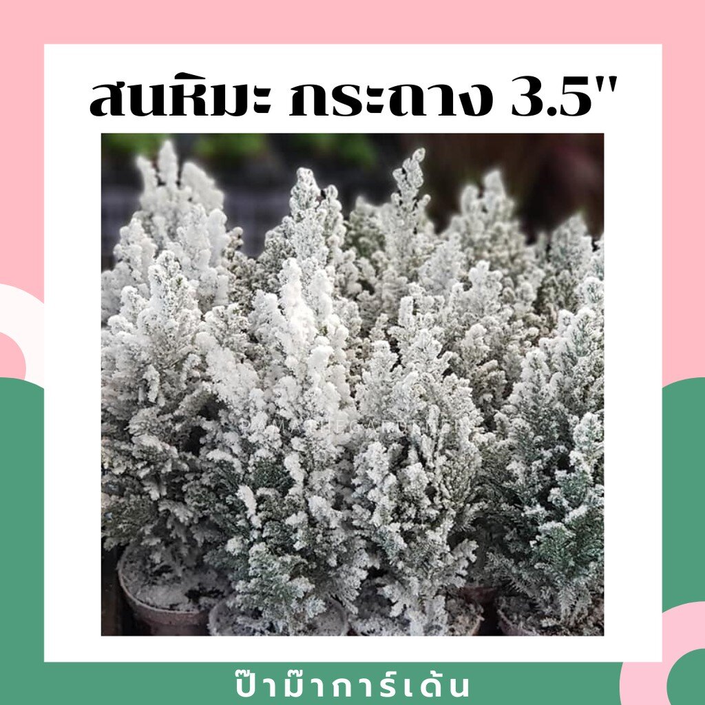 มุมมอง 3