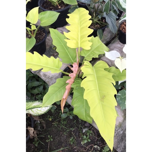 Philodendron golden saw ฟิโลเดนดรอนใบเลื่อยสีทอง