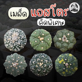 เมล็ดแอสโตรคละโคลนสวยๆ คัดพิเศษ Astrophytum  40เมล็ด🌵เมล็ดแคคตัส❤️-กระบองเพชร