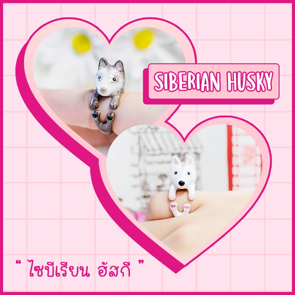 Ring / แหวน : Siberian Husky / สุนัขไซบีเรียน ฮัสกี