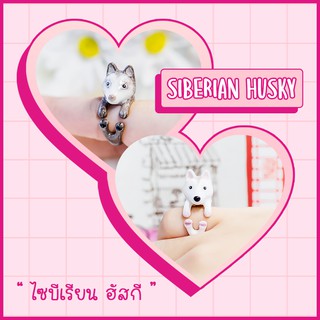 Ring / แหวน : Siberian Husky / สุนัขไซบีเรียน ฮัสกี