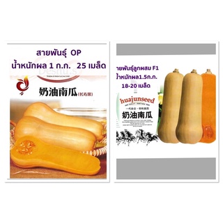 เมล็ด ฟักทอง บัตเตอร์นัท สควอช บรรจุ 25 เมล็ด  Butternut Squash  สายพันธุ์ OP / F1