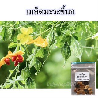 เมล็ดพันธุ์ มะระขี้นก 25 เมล็ด [10 แถม 1 คละได้]