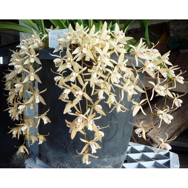 SALE +++กล้วยไม้ เอื้องเทียนขาว Coelogyne flaccida 1 ต้น