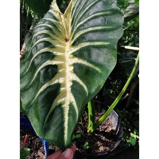 Colocasia Muai sunriseโคโลคาเซียมูอิซันไรซ์กระถาง4ชำรากงอกพร้อมส่ง