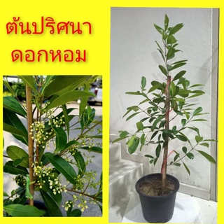 ต้นปริศนา ดอกปริศนา ไม้โบราณ กระถาง 11"