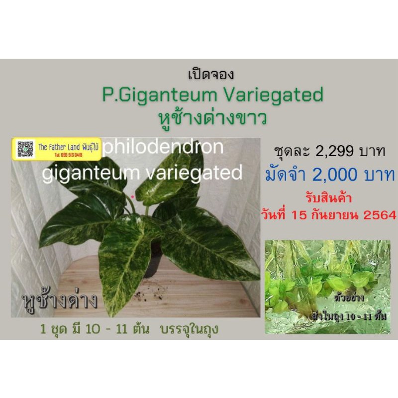 เปิดจองชุด เนื้อเยื่อ Philodendron Giganteum Variegatedหูช้างด่างขาว