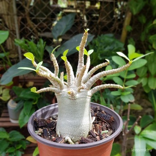 Adenium Socotranum Bonsai Seeds, Thai Socotranum Seeds – Variety#252内裤/母婴/通心菜/上衣/seeds/玫瑰/苹果/花园/儿童/鲜花/ W16E