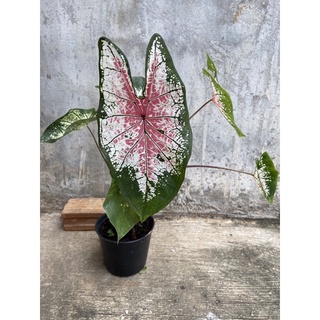 Caladium Pink Splash กระถาง บอนสีกระถาง8”