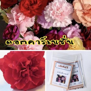 เมล็ดพันธุ์ ดอกคาร์เนชั่น Carnation คาร์เนชั่น คละสี (ซื้อ 10 แถม 1 คละอย่างได้)