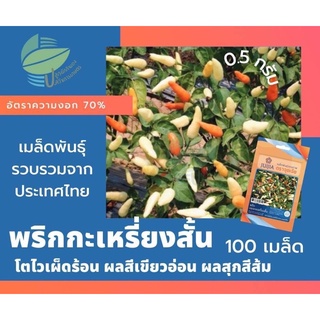 พริกกะเหรี่ยงสั้น (Hot Chilli Peper)