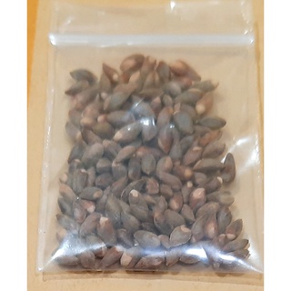ขายส่ง 100 เมล็ด เมล็ดสนจูนิเปอร์ Juniper bonsai seeds บอนไซ สนเลี้อย เมล็ดพันธุ์นำเข้า ไม้ดัด ไม้โขด ไม้หัว จัดสวน