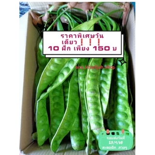 📌สะตอฟัก 10 ฟัก✅ สะตอข้าวเม็ดเรียงสวย✔️✔️