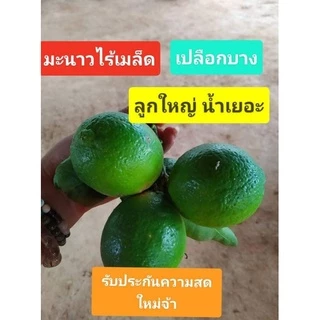 มะนาวไร้เมล็ด( พันธุ์ตาฮิติ ) 🍋เปลือกบาง น้ำเยอะ เก็บสดใหม่ทุกออเดอร์❌ อ่านรายละเอียดก่อนสั่งซื้อนะคะ