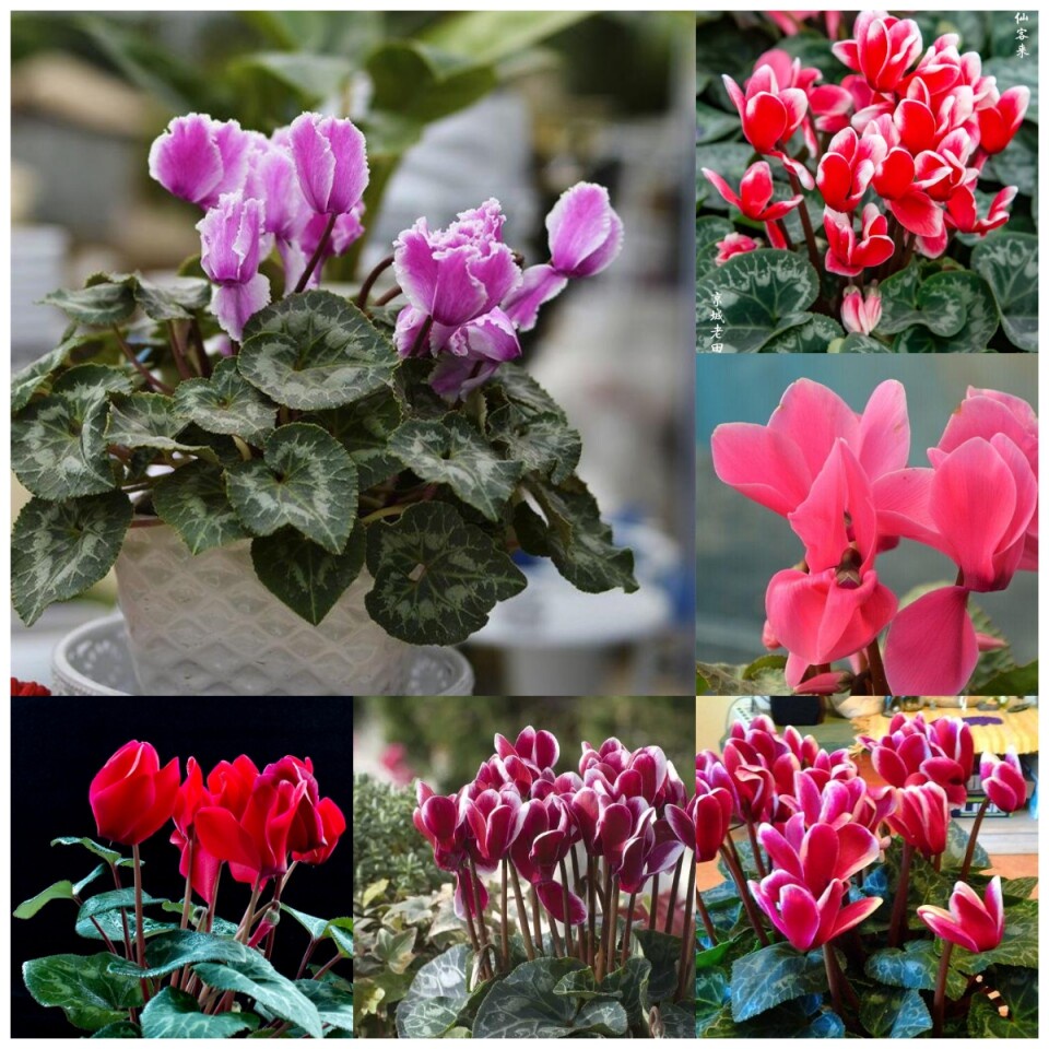 พร้อมสต็อกในประเทศไทย50Pcs/pack Cyclamen Seeds Flowers Plantsไม้จริง ต้นบอนสีทุกสี บอนสีสวยๆ บอนสีชายชล บอนสี บอนสีหายาก