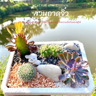 สวนถาด แคคตัส mini cactus garden ชุดจัดสวนถาด อุปกรณ์พร้อมจัดเอง เลือกต้นไม้ได้ ของขวัญ ของขวัญทำเอง