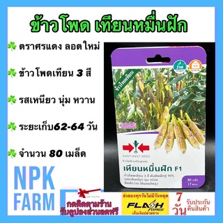 ผักซอง ศรแดง ข้าวโพด เทียนหมื่นฝัก จำนวน 80 เมล็ด/ซอง ลอตใหม่ งอกดี ปลูกง่าย ข้าวโพดเทียน 3 สี รสชาติเหนียว นุ่ม หวาน