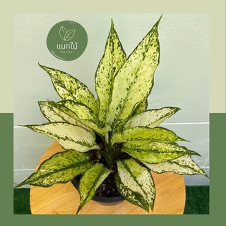 🌿 สยามพารากอน ❥🌿 ไม้มงคลในตระกูล “อโกลนีมา (Aglaonema)”  ไม้ฟอกอากาศ กระถางขนาด 7.5 นิ้ว