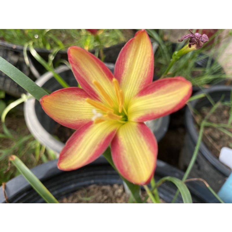 244ม.หัวดอกบัวดิน Snumpy หัวละ 50 บาท - รูปที่ 7